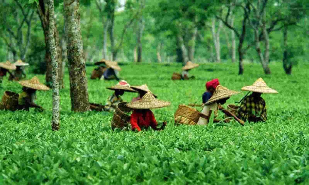 Where and When is the Assam Tea Festival Held?