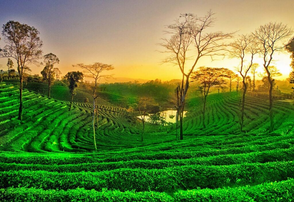 How to Get to the Assam Tea Festival