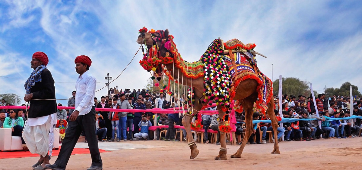 Camel Festivals – A Desert Spectacle
