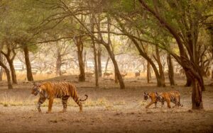 Best Time to Visit Ranthambore National Park