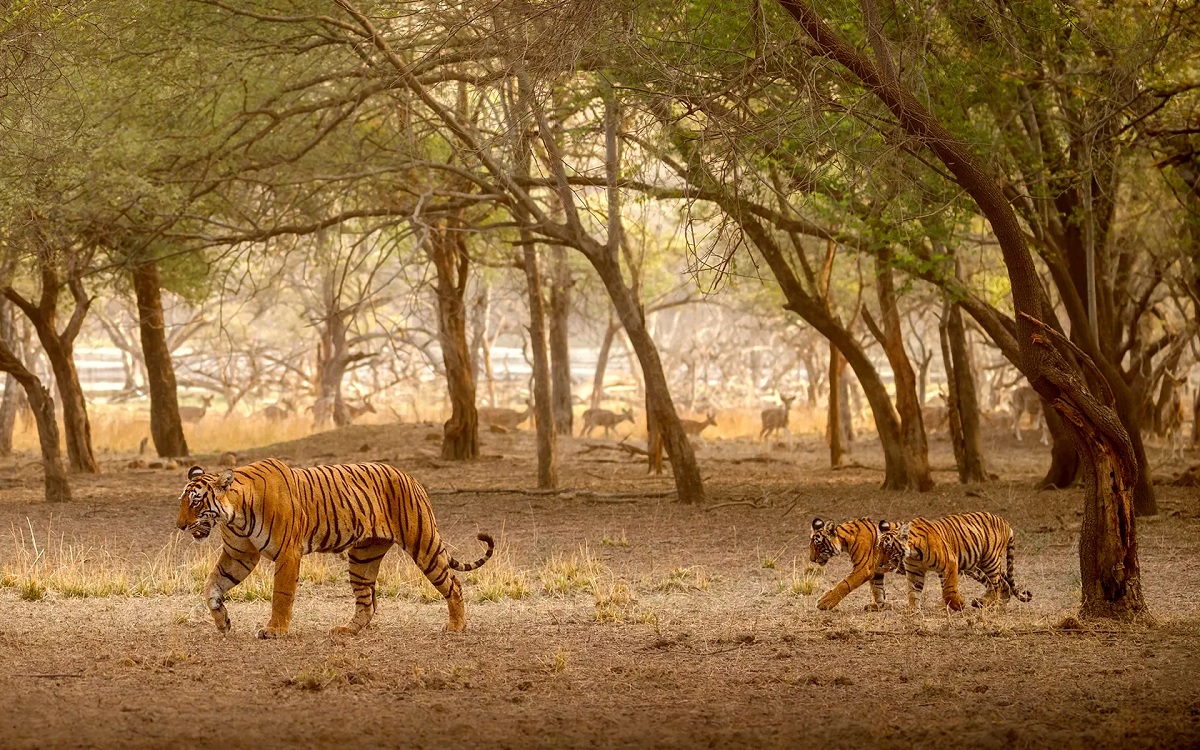 Ranthambore, Rajasthan – A Wildlife Wonderland