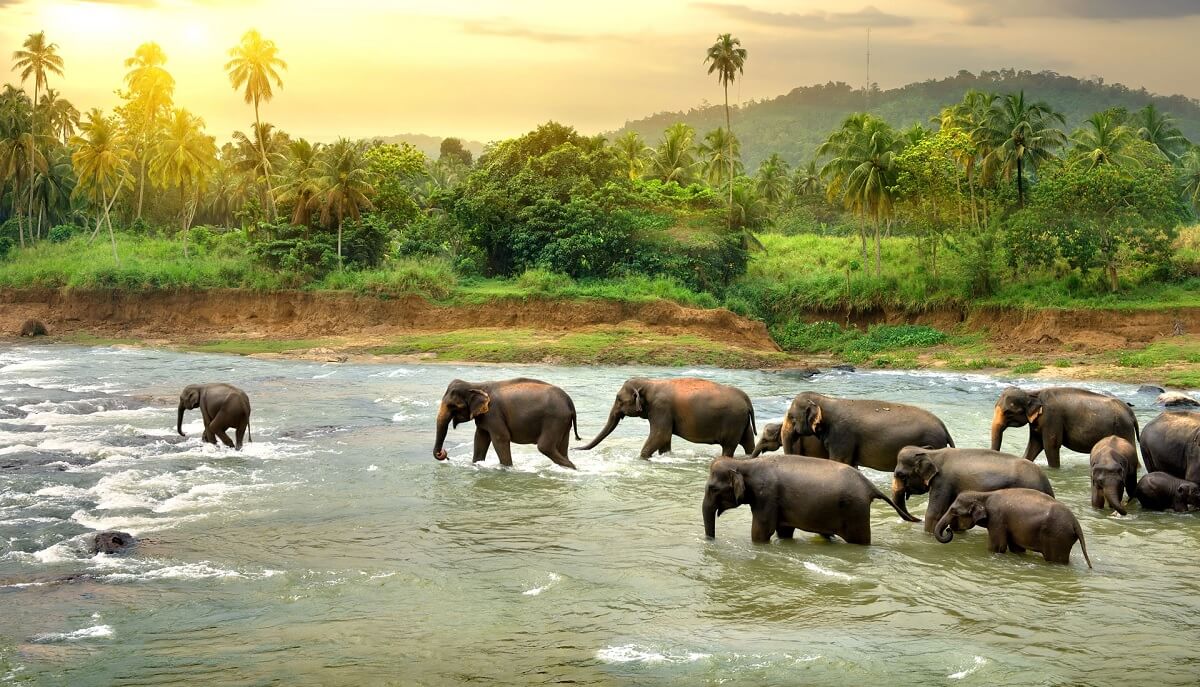 Thekkady: Wildlife and Spice Plantations