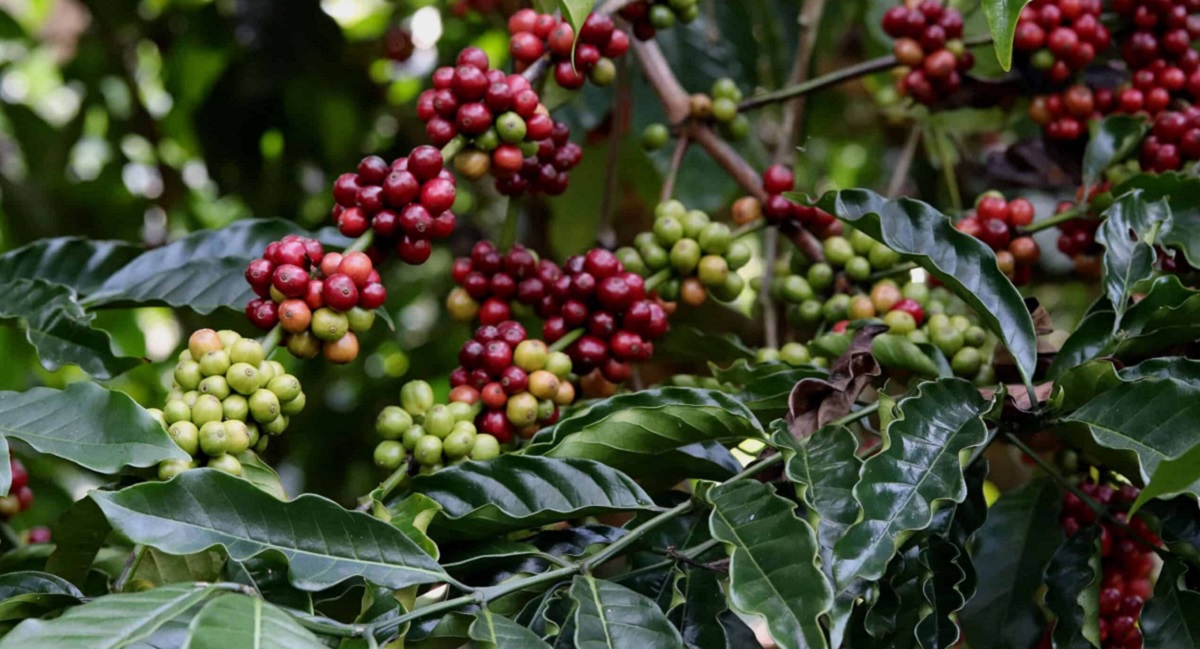 Coffee Plantations