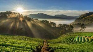 Coffee Trails & Nature Walks – Explore the Heart of Coorg