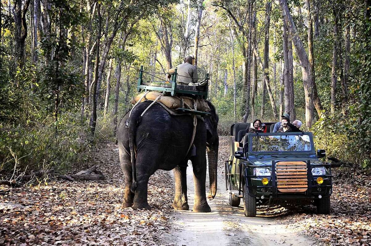 How to Reach Kanha National Park