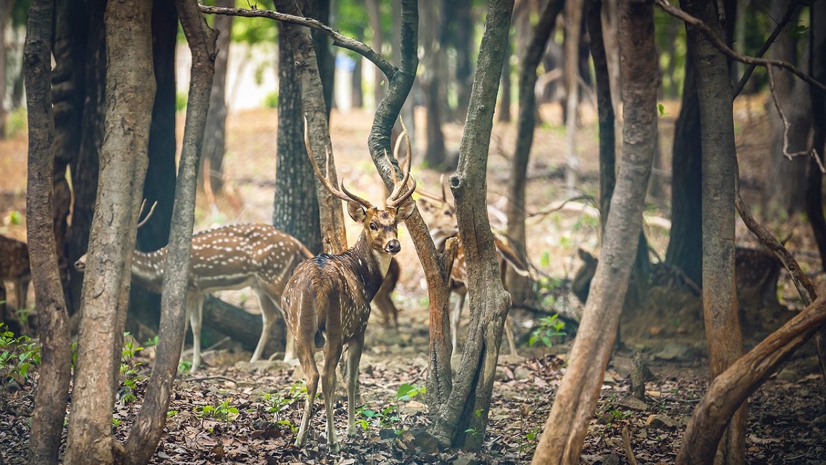 Betla National Park: A Wildlife Wonderland