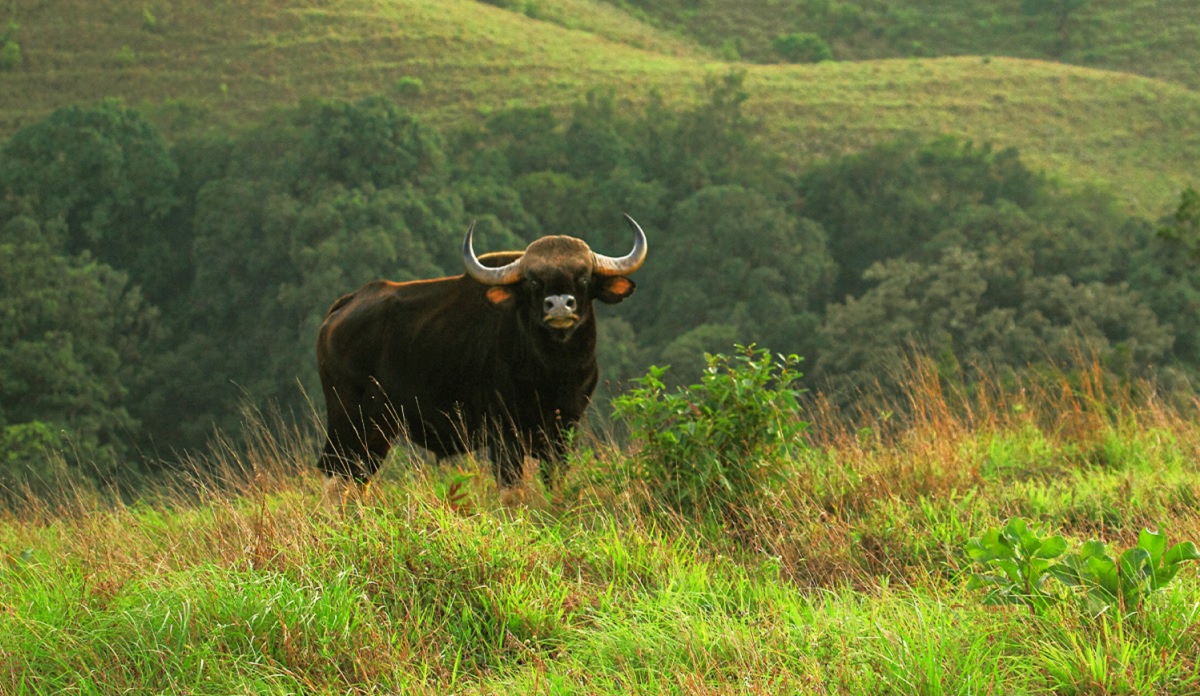 Kudremukh National Park