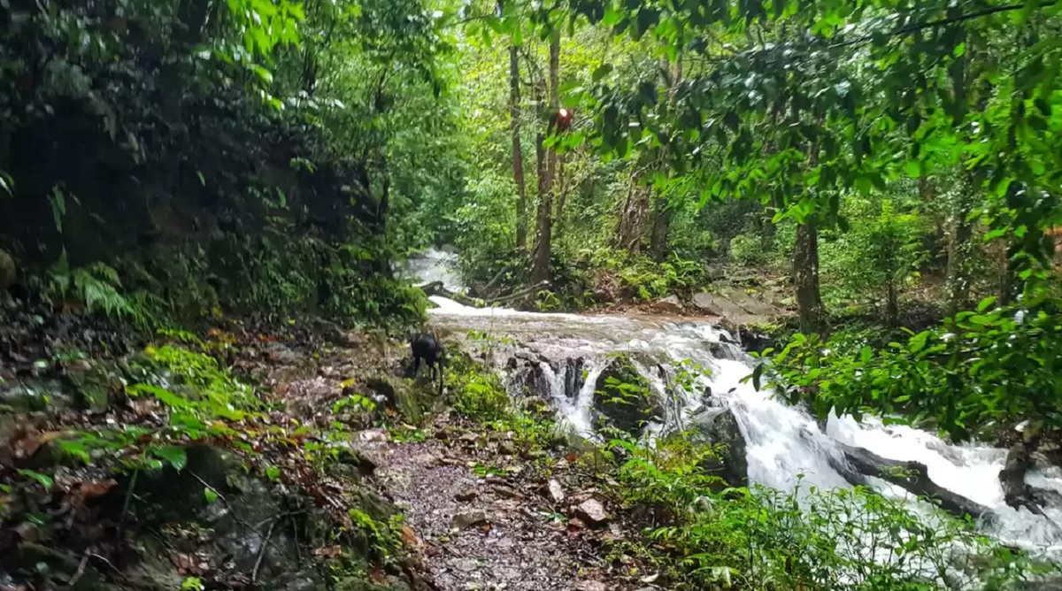 Why Kudremukh National Park Should Be on Your Bucket List
