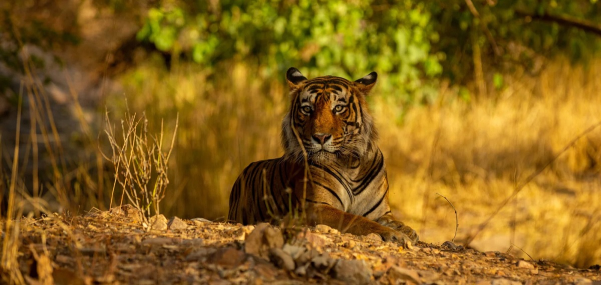 Practical Tips for Visiting Kudremukh National Park