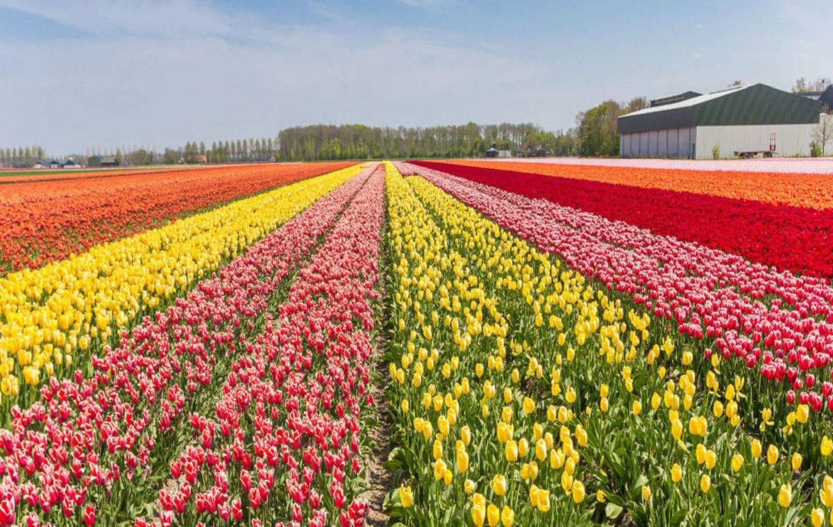 A Brief History of the Tulip Garden in Kashmir