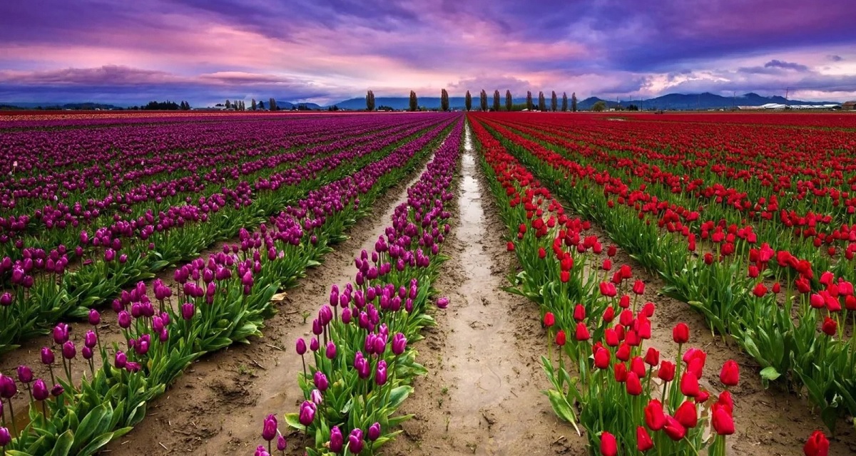 A Visual Feast You’ll Never Forget for Tulip Garden in Kashmir
