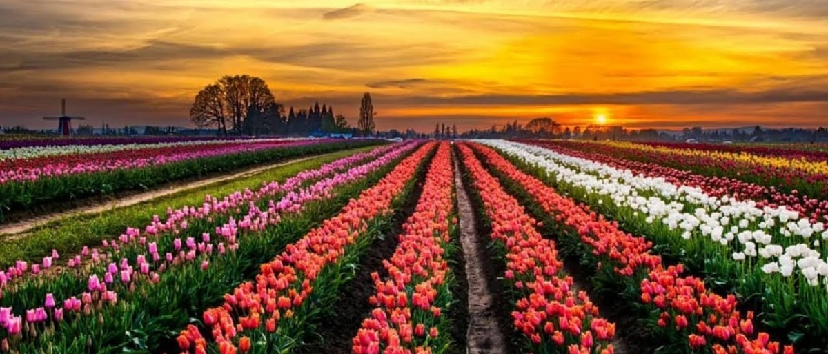 Top Things to Do at the Tulip Garden