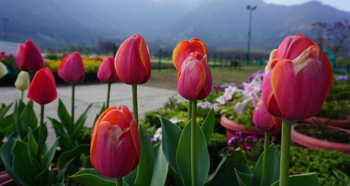 Tips for Visiting the Tulip Garden in Kashmir