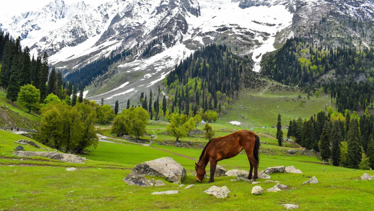 Best Time to Visit Kashmir