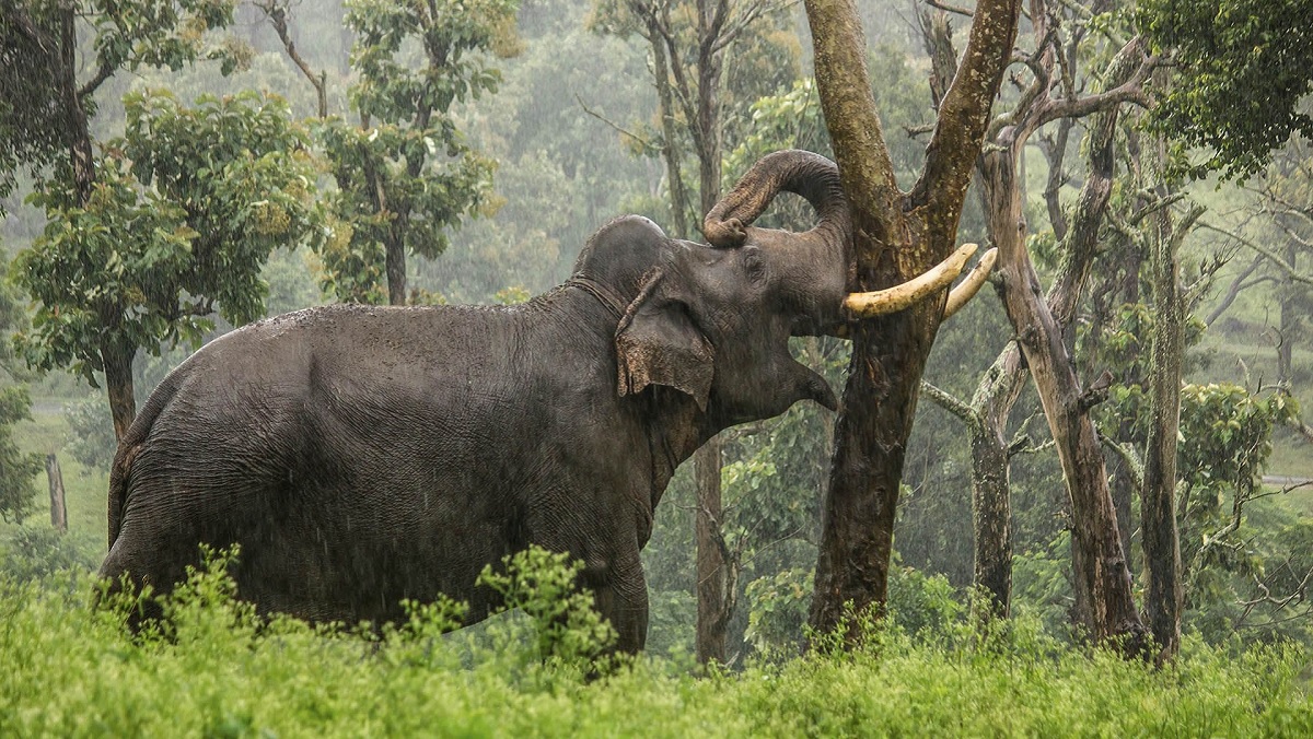 Wildlife and Adventure in South India