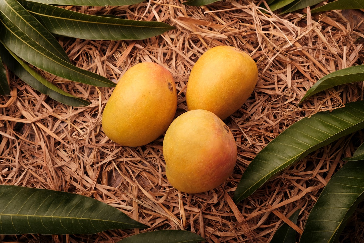 Ratnagiri – The Mango Capital of India in the Konkan Region