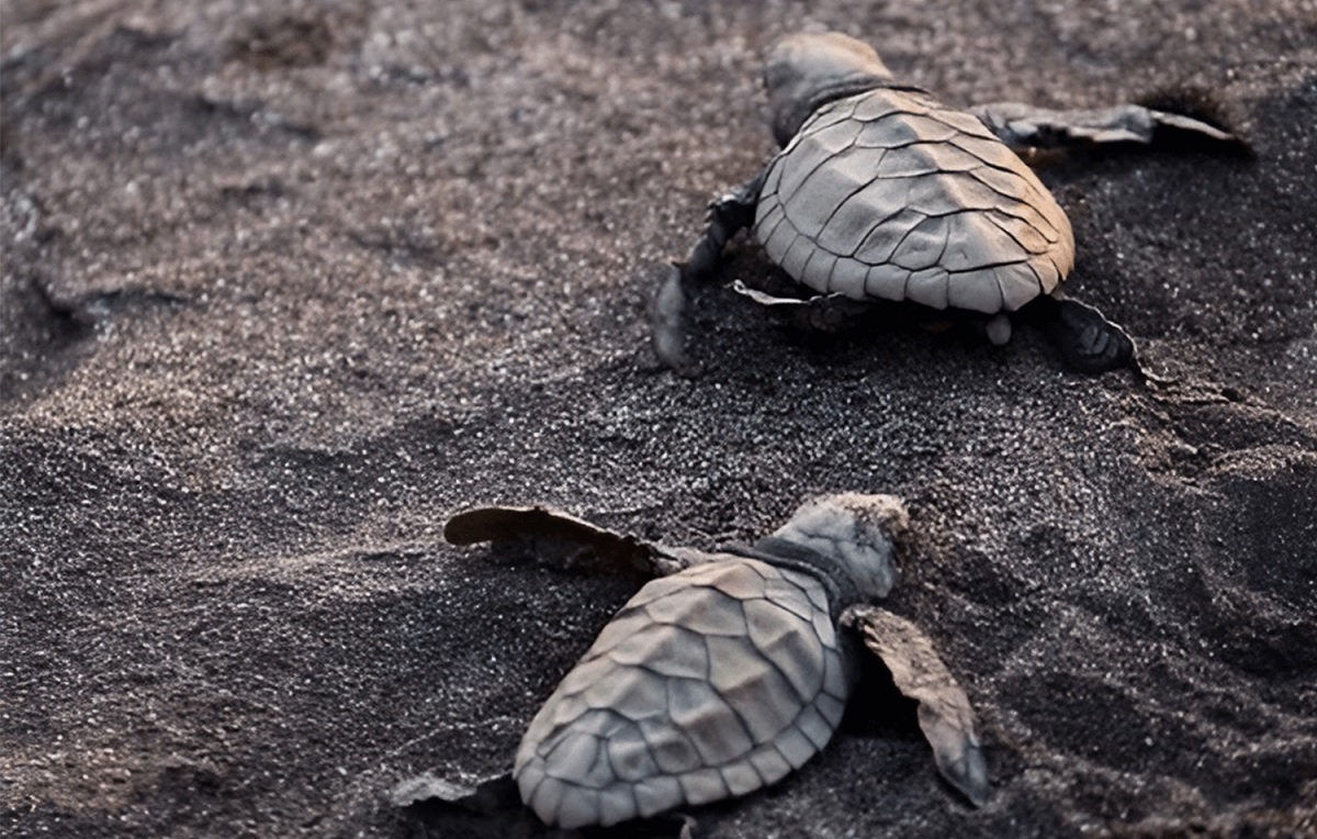 Velas – The Turtle Village