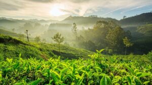 Hill & Tea Country Retreat: Munnar – Thekkady