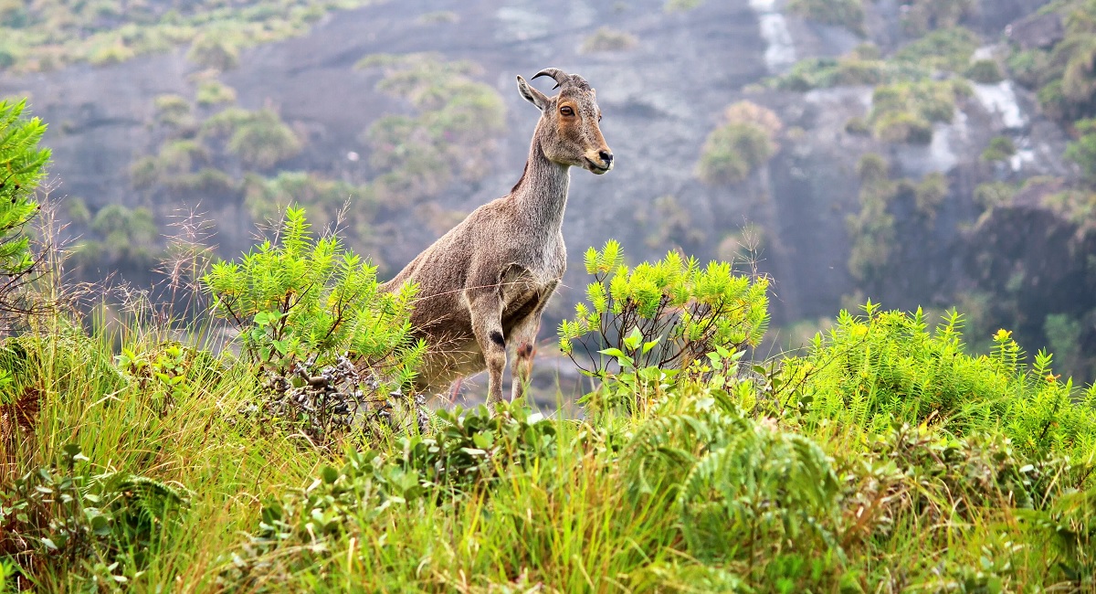 Nilgiri Biosphere Reserve, Tamil Nadu