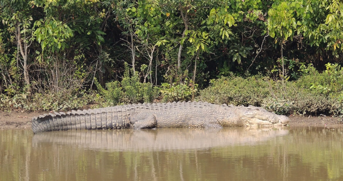 Bhitarkanika National Park, Odisha