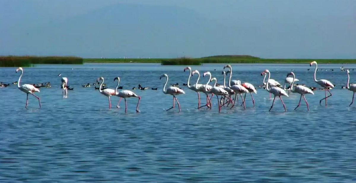 Chilika Lake: A Birdwatcher’s Paradise