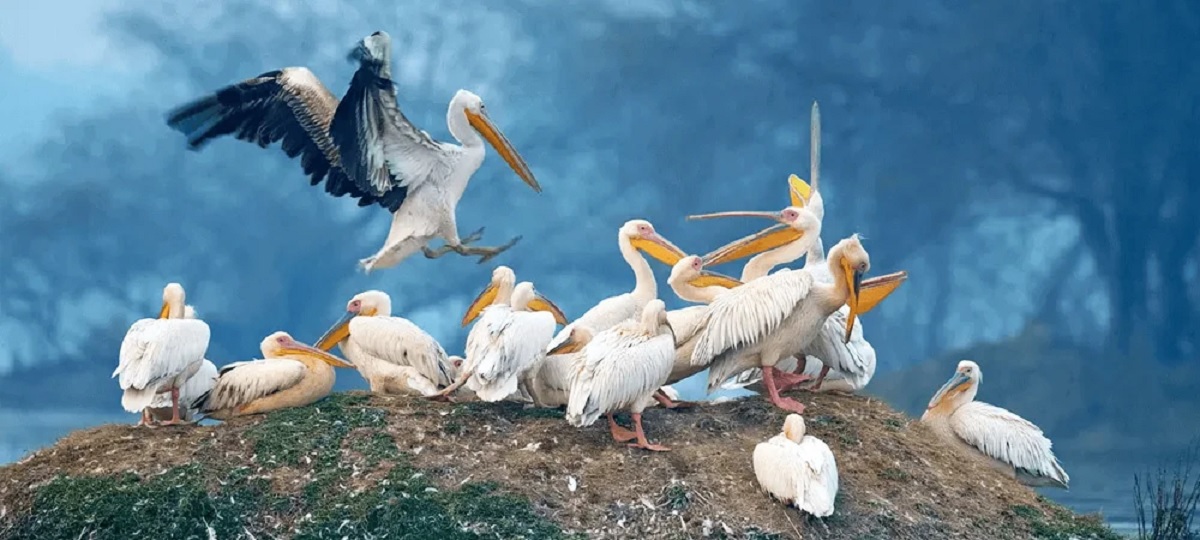 Bharatpur – A Birdwatcher’s Paradise