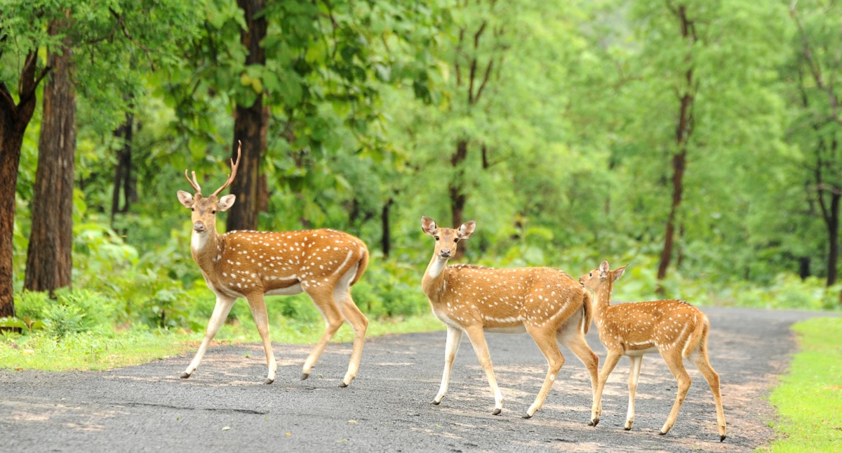Weather in Ranthambore in January 2025