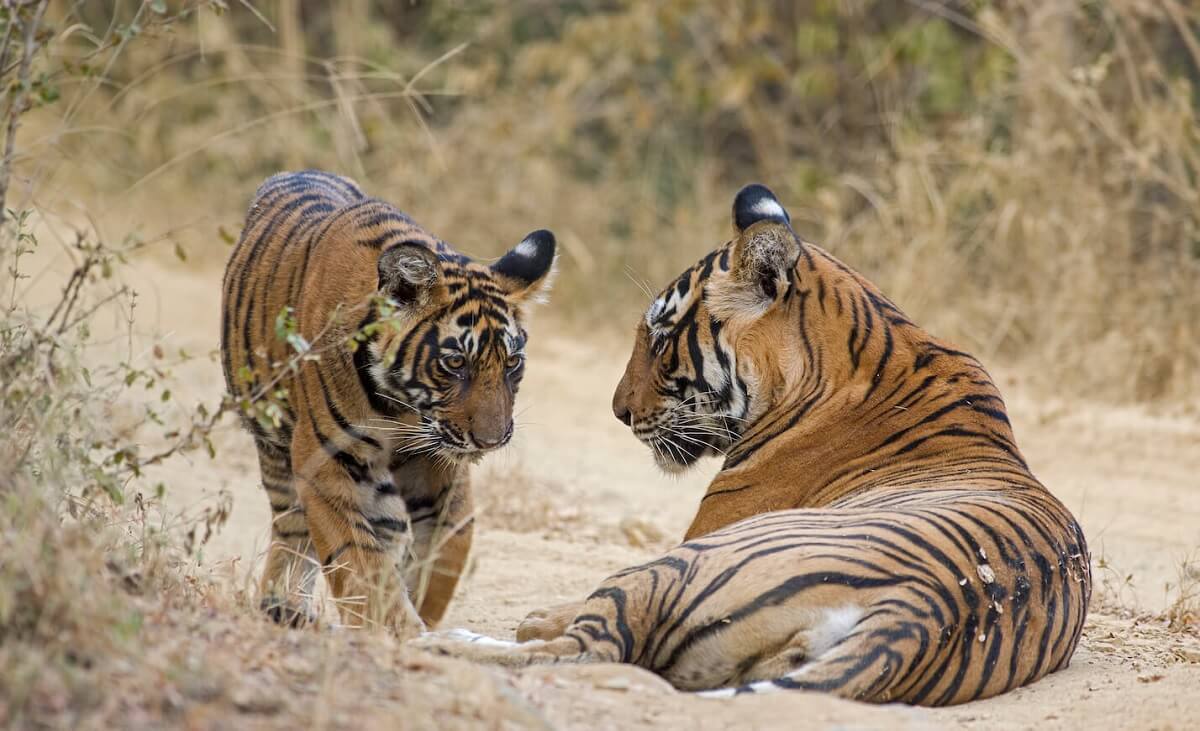 Why Visit Ranthambore in January 2025?