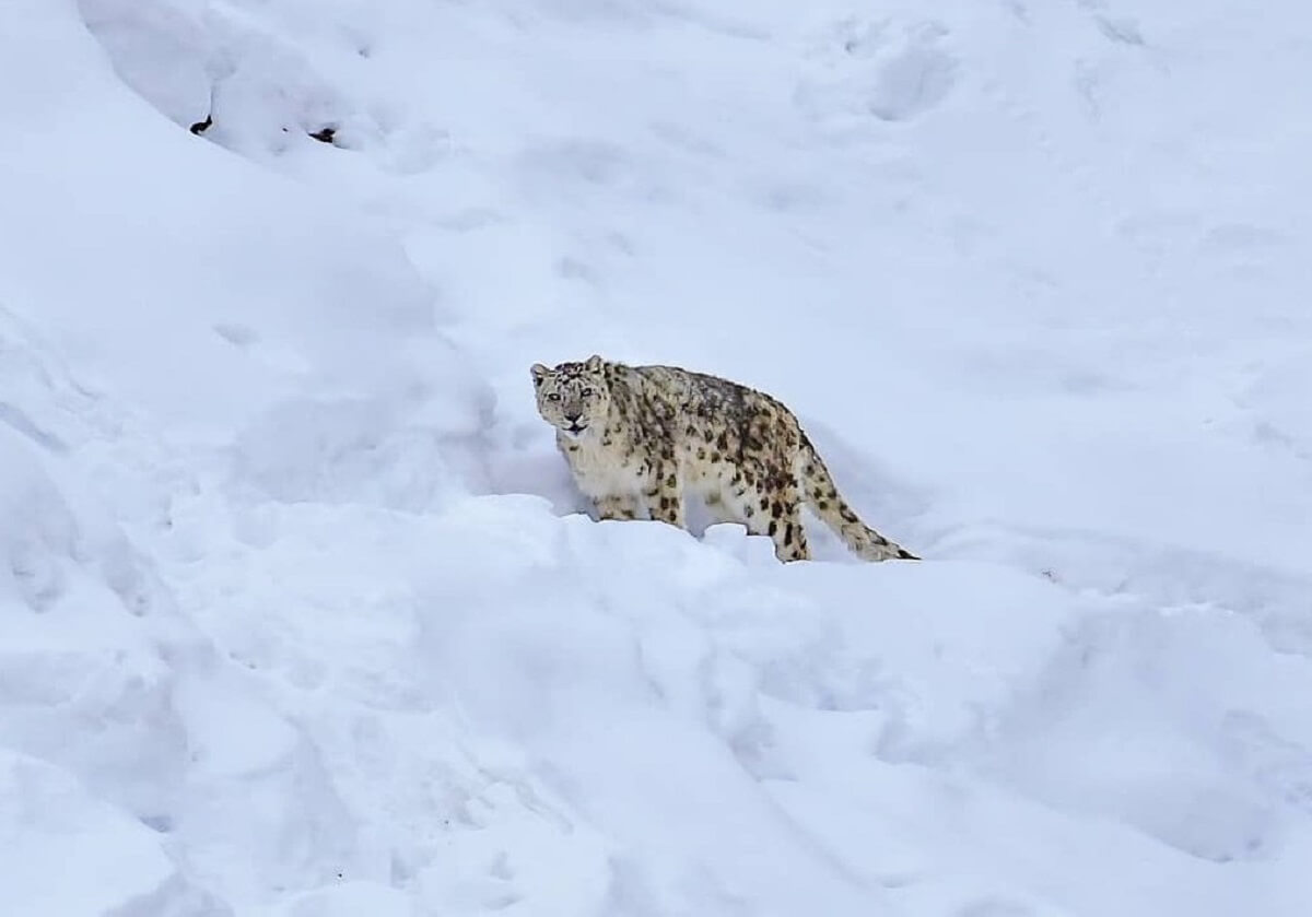 Best Places to See Snow Leopards in India