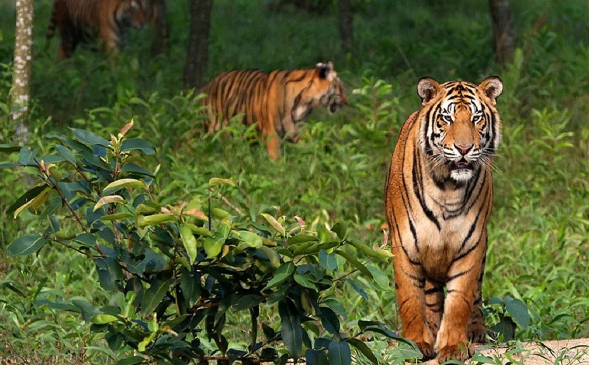 Sundarbans: The Land of the Royal Bengal Tiger