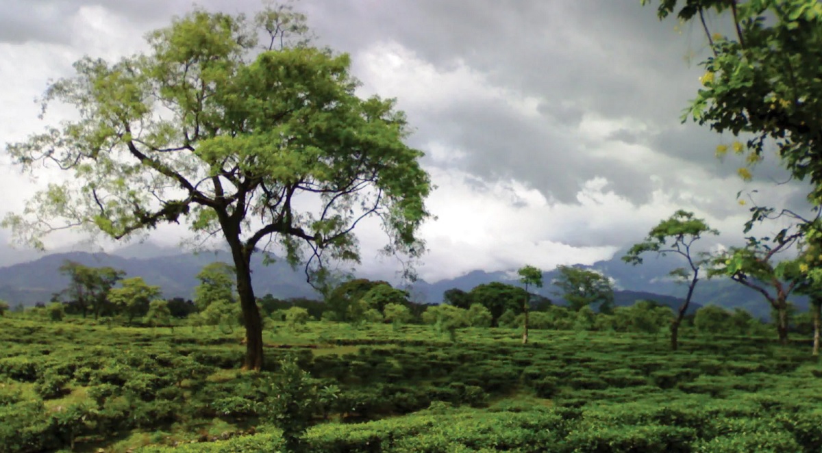 Monsoon (June to September): A Rain-Soaked Wonderland