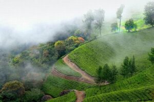 Best Time to Visit Munnar – Tea Gardens & Hill Escapes