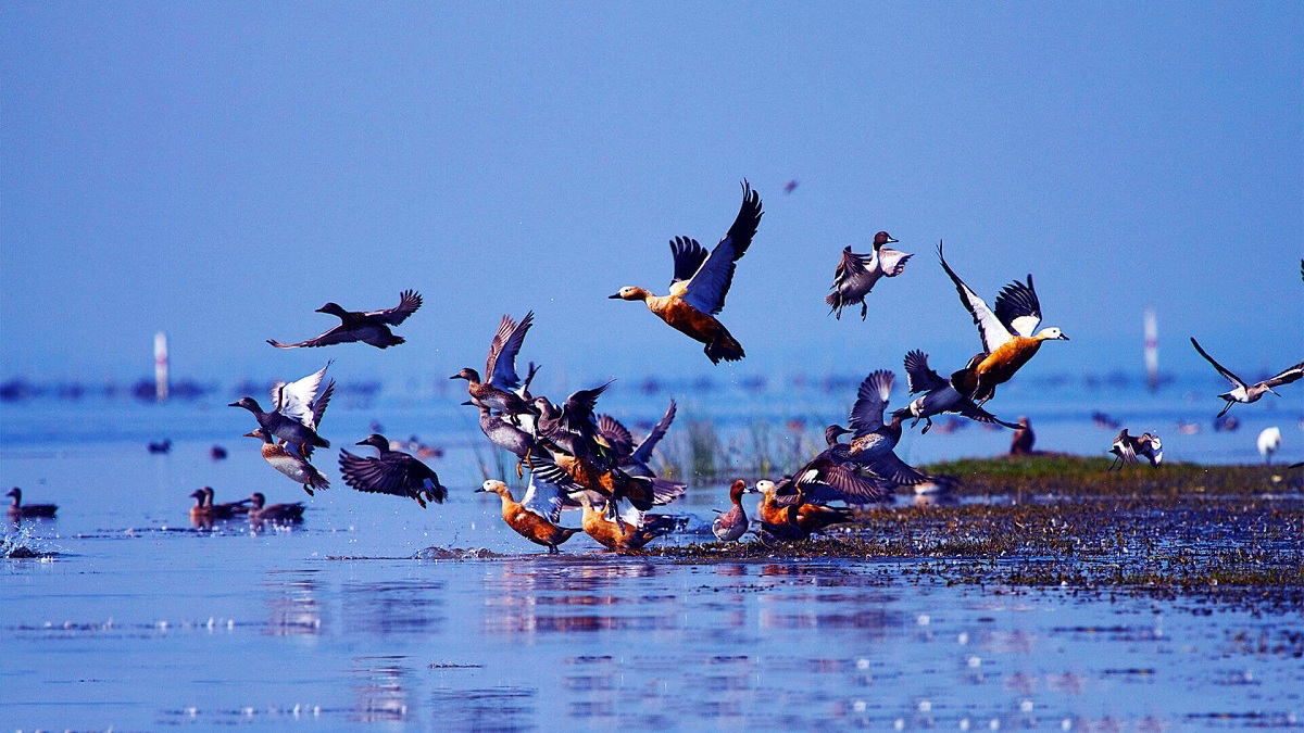 Chilika Lake, Odisha