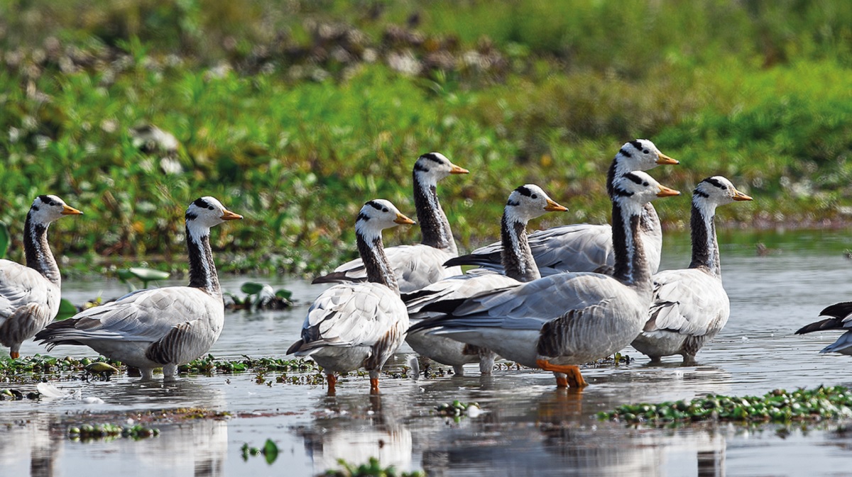 Birdwatching at Dibru-Saikhowa National Park