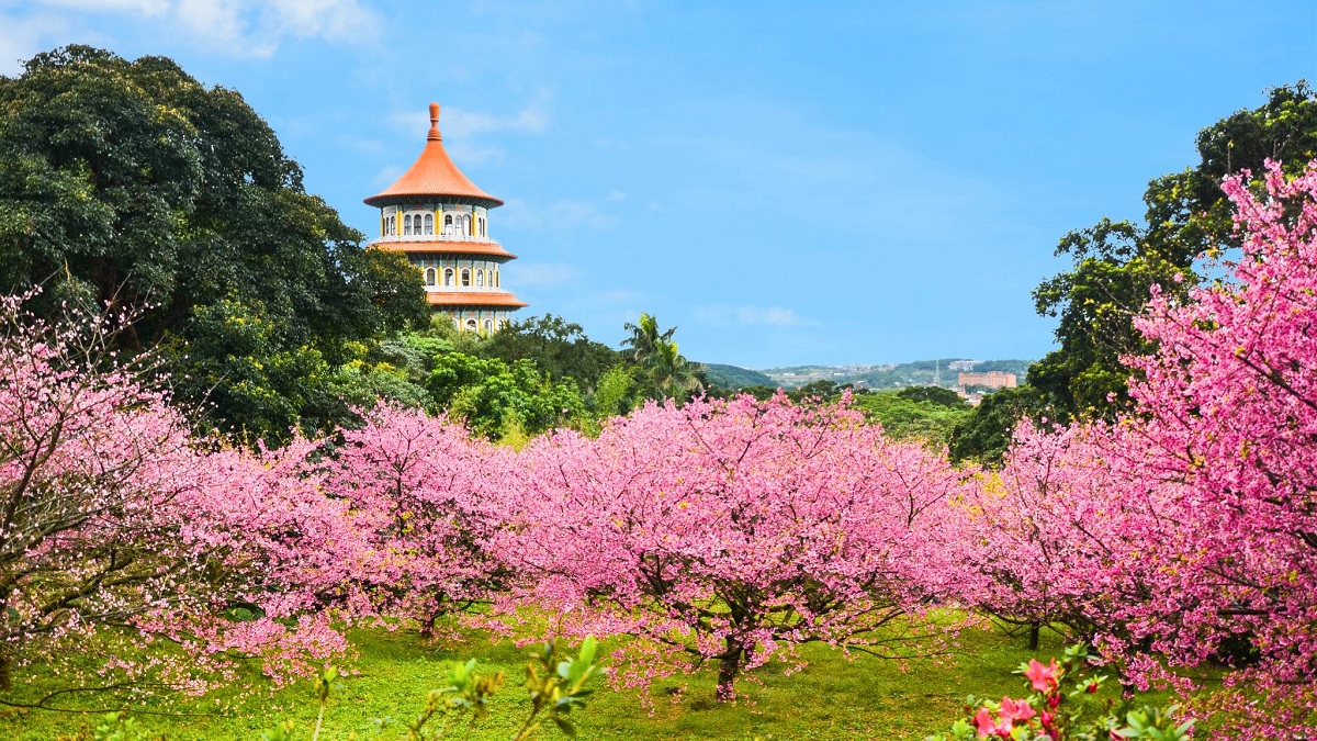 Taiwan – A Sakura Paradise in the Tropics
