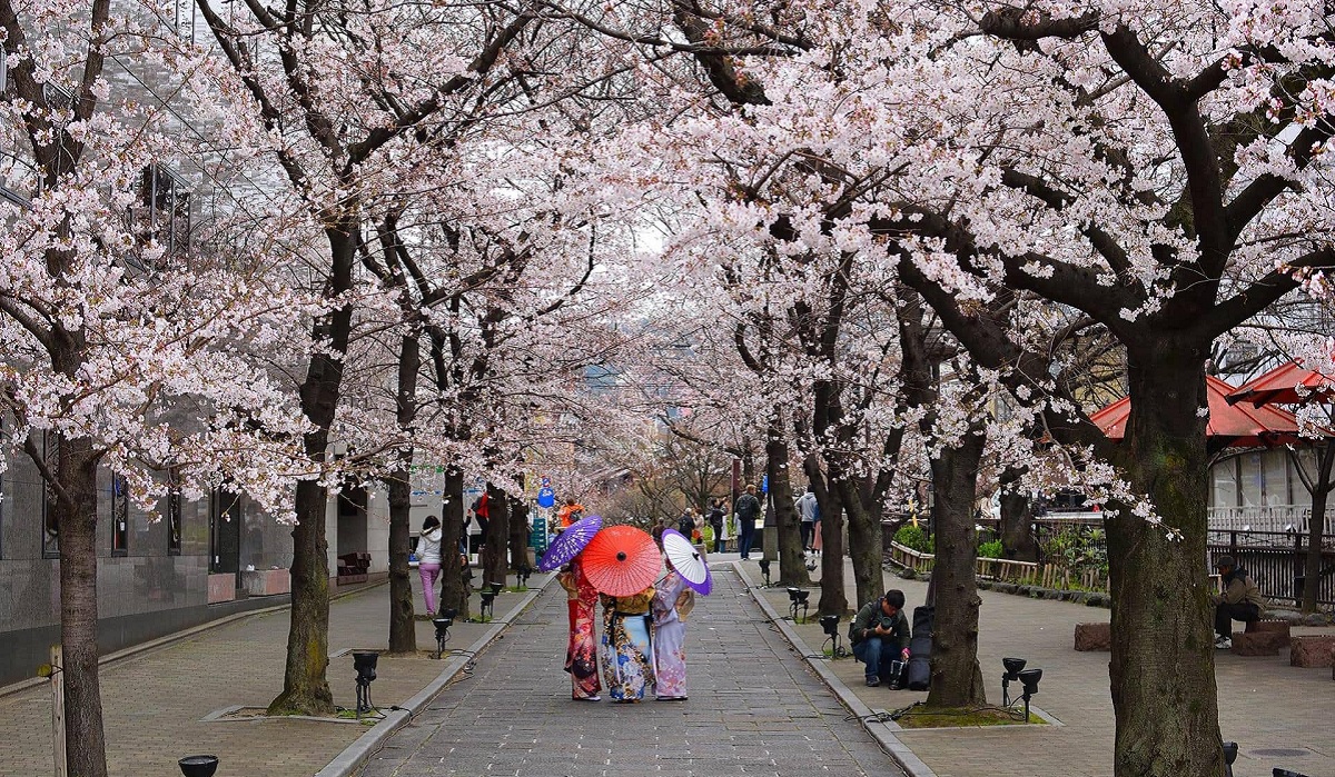 Kyoto, Japan – Tradition Meets Blossoms