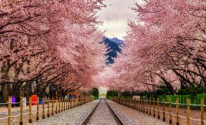 Best Places to See Cherry Blossoms in the World in 2025