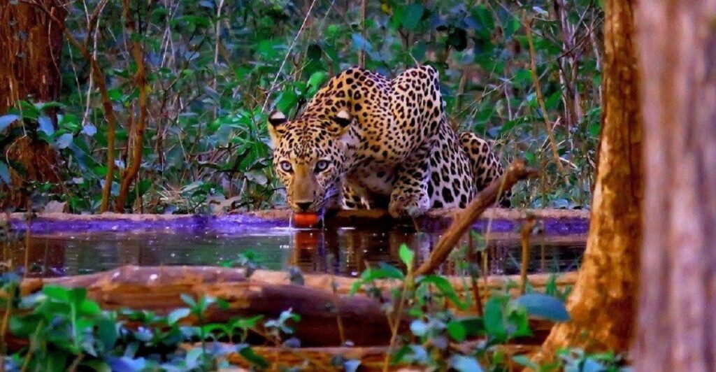 Barnawapara Wildlife Sanctuary – A Complete Travel Guide