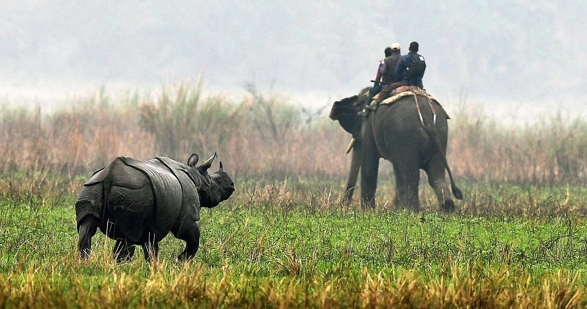 Best Time to Visit Kaziranga National Park