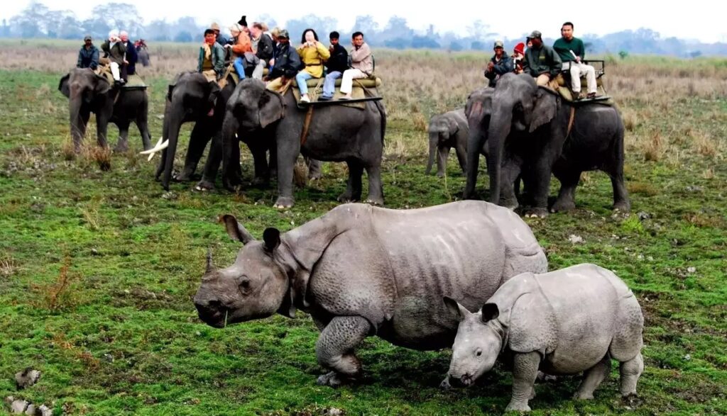 Go on a Wildlife Safari in Kaziranga