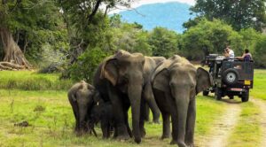 Periyar National Park: A Complete Travel Guide for Nature Lovers