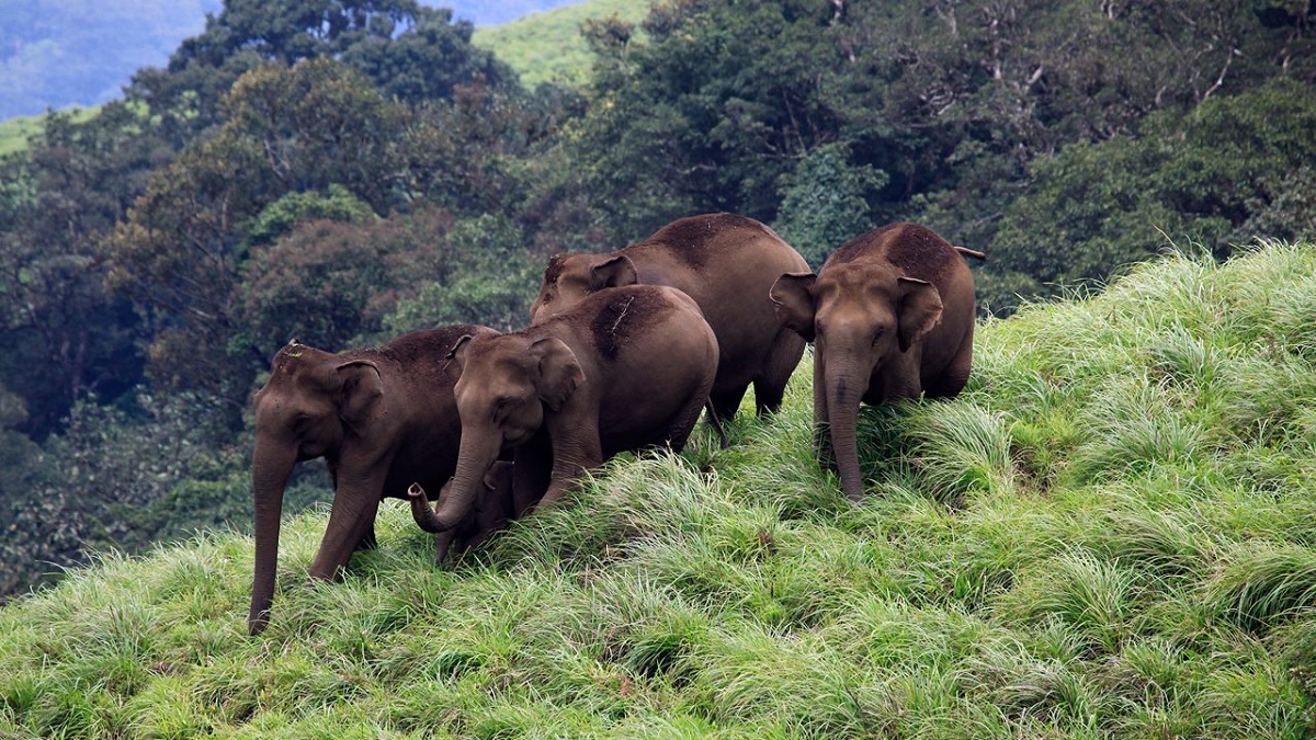 Thekkady: Wildlife and Spice Plantations