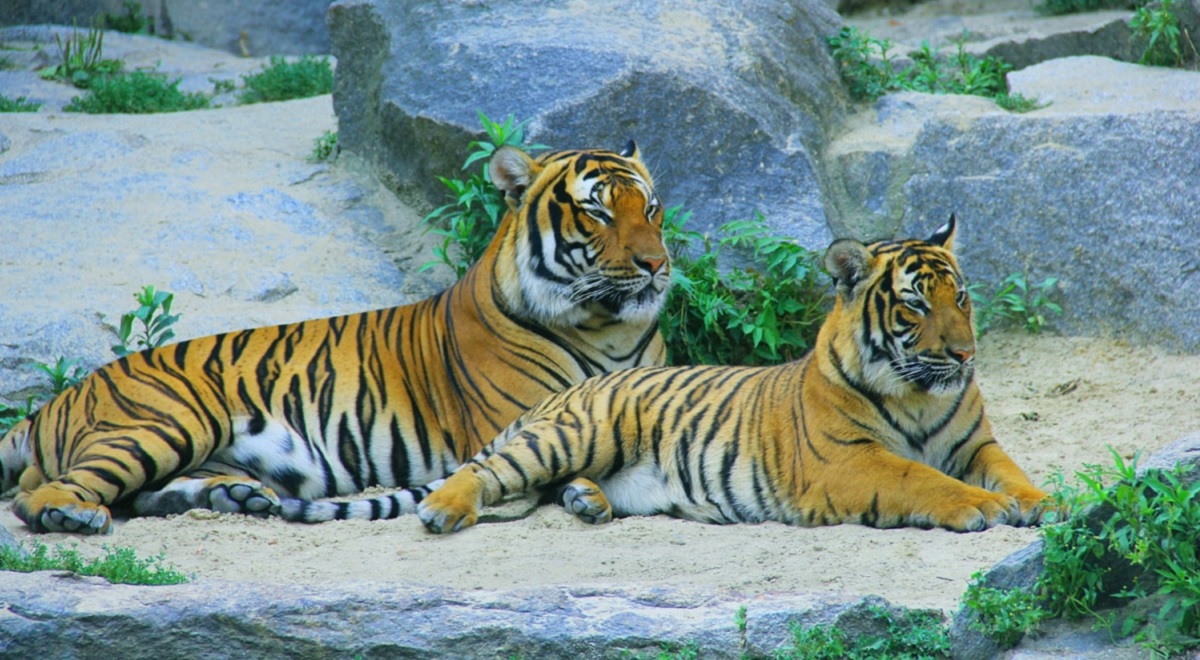 Track Wild Tigers in Their Natural Habitat