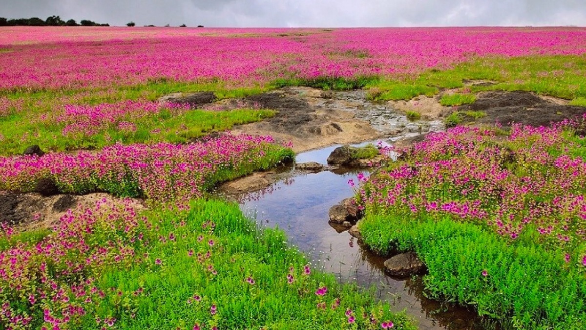 Kaas Plateau