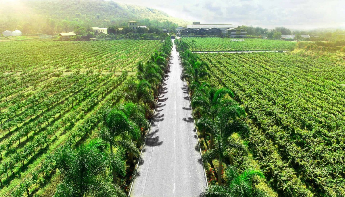 Unexplored Vineyards and Farms