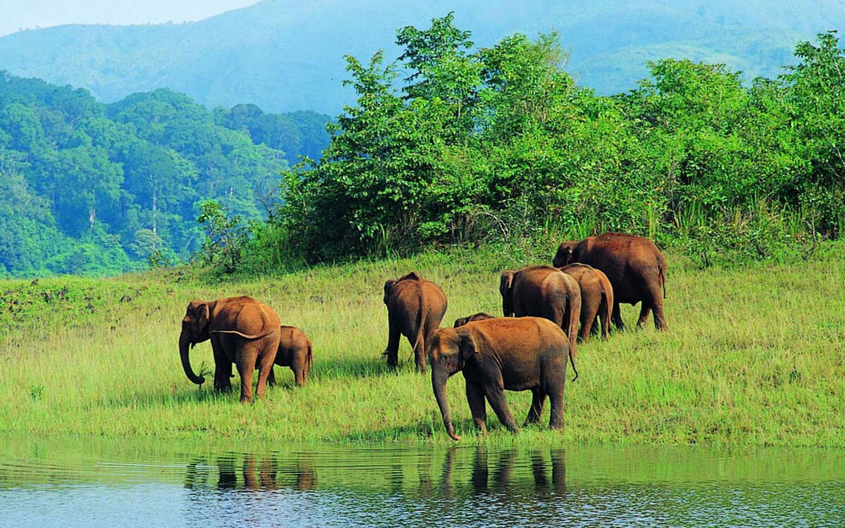 Periyar Wildlife Sanctuary