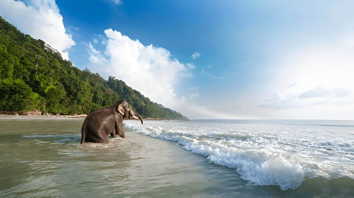 Snorkel with Elephants at Elephant Beach