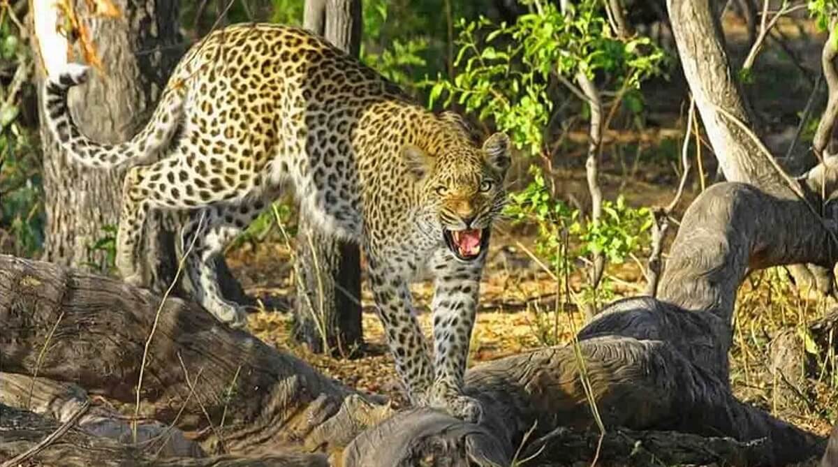 Why Visit Jhalana Leopard Safari Park?