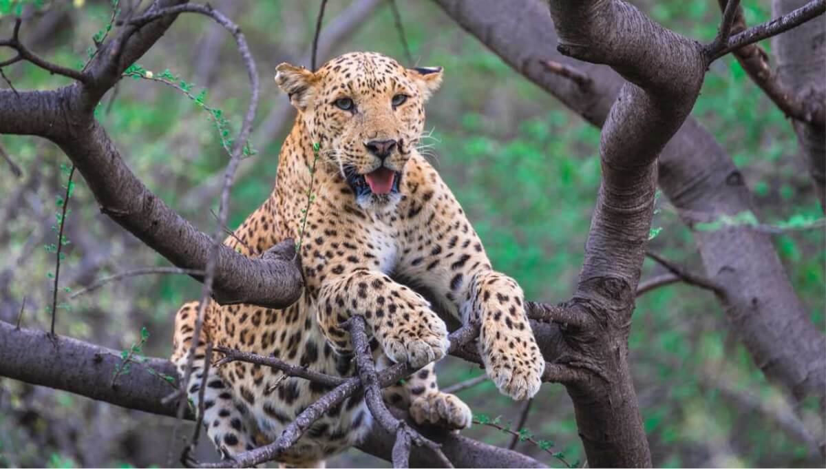 Travel Tips for Jhalana Leopard Safari