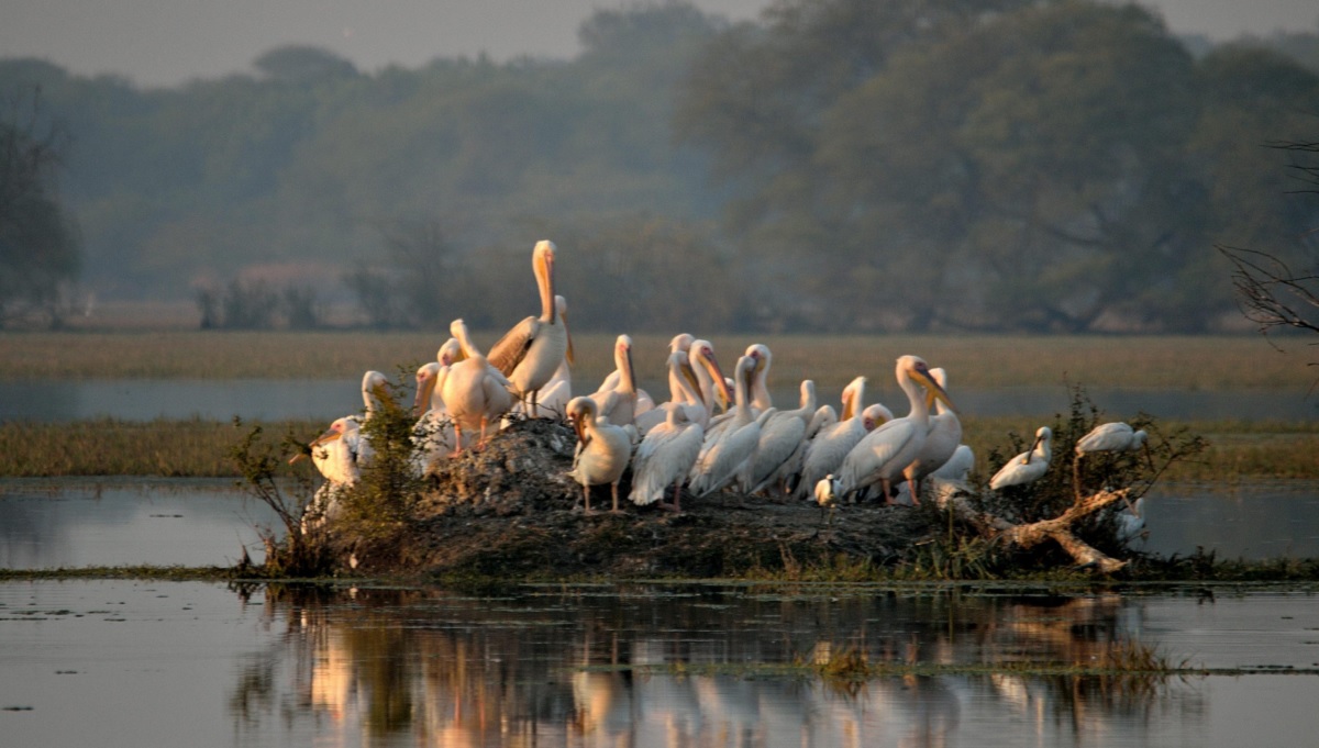 Overview of Keoladeo National Park